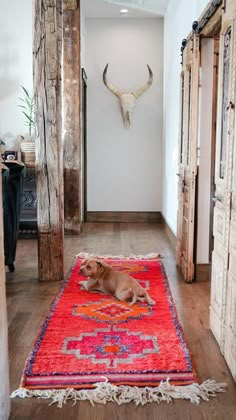 a dog laying on top of a red rug in a hallway next to an animal skull