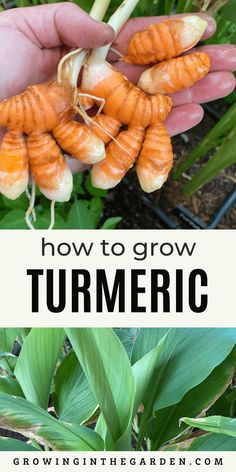 how to grow turmric in the garden with text overlay that reads, how to grow turmric