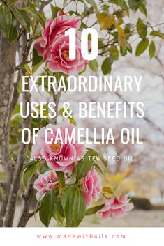 Camellia Oil Benefits, Essential Oil Beauty, Diy Essential Oil Recipes, Homemade Products, Camellia Oil, Essential Oil Benefits, Second Trimester, Enhance Your Beauty, Beauty Diy