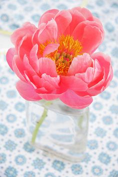 a pink flower in a clear vase on a blue and white tablecloth with polka dots