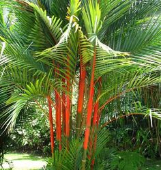 a palm tree with red stems in the foreground and green foliage on the background