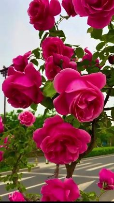 pink roses are blooming in the garden