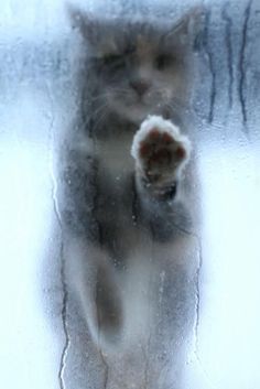 a black and white photo of a cat's paw through a glass window pane