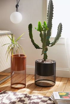 two potted plants sitting next to each other on a wooden floor