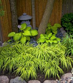 green plants and rocks in front of a wooden fence