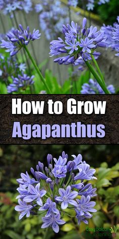 blue flowers with the words how to grow agapanthus