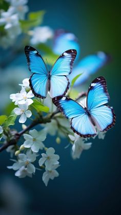 three blue butterflies sitting on top of white flowers