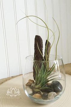 an air plant in a glass bowl filled with rocks