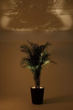 a potted plant sitting in the middle of a room next to a light fixture