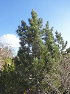 some very tall pine trees in the middle of a field with blue sky and clouds behind them