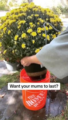 Mum Care Tips, How To Make Mums Last Longer, Soaking Mums In Water, How To Water Mums, How To Keep Mums Alive Longer, Bucket Of Water, Water Bucket