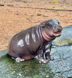 a baby hippopotamus sitting on top of a rock