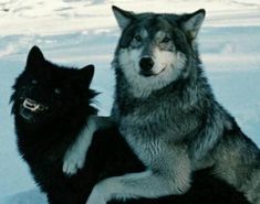 two gray and black wolf standing next to each other on top of snow covered ground