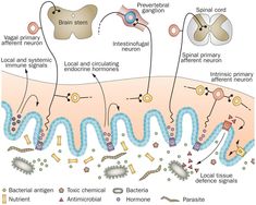 furness gut - Google Search Endocrine Hormones, Sensory Nerves, Gastrointestinal Tract, Spinal Cord, Toxic Chemicals, Anatomy