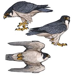 three different types of birds are shown in this drawing, one is gray and the other is white