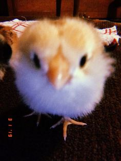 a close up of a small bird on a rug