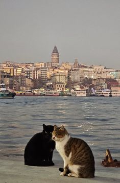 two cats are sitting on the beach looking out at the water and buildings in the background