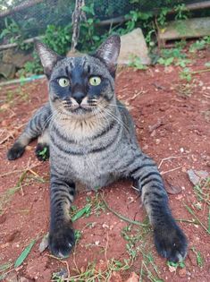 a cat sitting on the ground looking at the camera