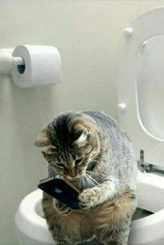 a cat sitting on top of a toilet seat holding a piece of paper in it's mouth