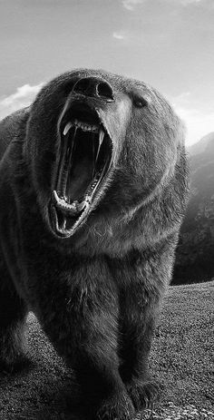 a black and white photo of a bear with its mouth open