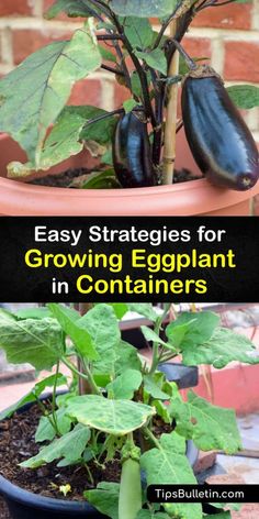 an eggplant plant in a pot with text overlay that reads easy stages for growing eggplant in containers