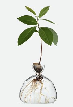 a plant in a glass vase filled with water and roots, on a white background