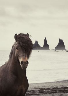 a brown horse standing on top of a beach next to the ocean