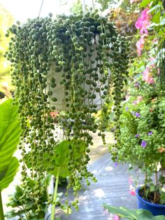 green plants hanging from the ceiling in a garden