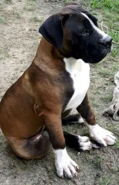 a large brown and white dog sitting on top of a dirt field next to a dead animal