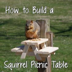 a squirrel sitting on top of a picnic table with the words how to build a squirrel picnic table