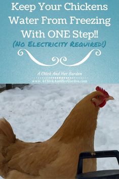 a chicken sitting on top of a snow covered ground next to a sign that says keep your chickens water from freezing with one step