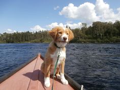 a brown and white dog sitting on top of a boat