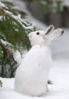 a white rabbit sitting in the snow next to a pine tree with it's head up