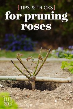 a small tree that is growing out of the ground with text overlay reading tips & tricks for pruning roses