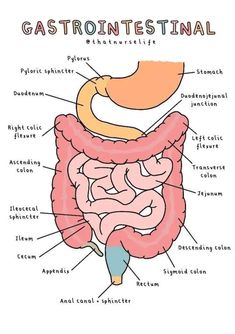 the anatomy of the human body and its major organs, including the gastrointes