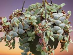 a potted plant with green leaves hanging from it's sides in front of an orange sky