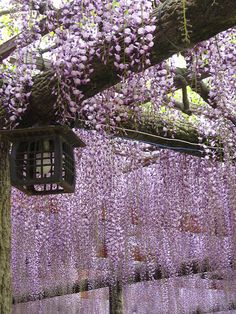 purple flowers are growing on the branches of a tree