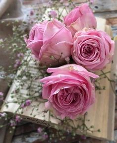 three pink roses sitting on top of an open book next to some purple flowers and greenery