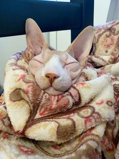 a hairless cat wrapped up in a blanket on a chair with it's eyes closed