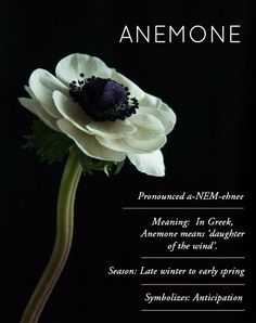 anemone poem written in black and white on a dark background with a flower