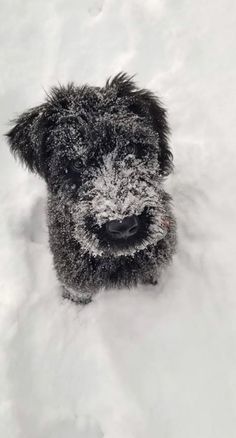 a black dog standing in the snow looking up at the camera with its mouth open