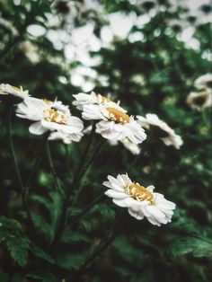 three white flowers with green leaves in the background