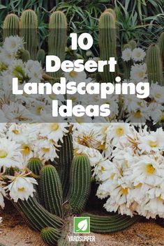 white flowers and cacti with the words 10 desert landscaping ideas