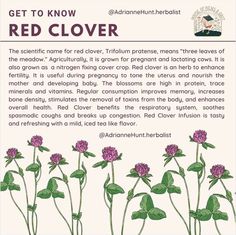 an image of red clover flowers with the text get to know about it in english