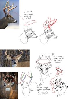 an image of deer's head and antlers in various stages of drawing, with different