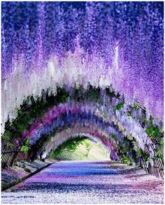 an image of a tunnel that is covered in purple and green flowers, with trees lining the