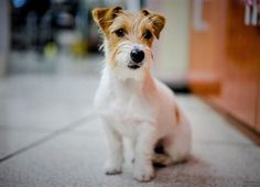 a small white and brown dog sitting on the floor