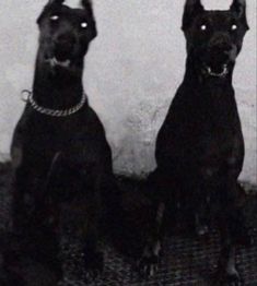 two black dogs sitting next to each other in front of a wall with chains on it