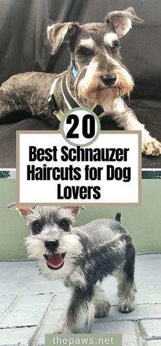 two dogs with the title 20 best schnauzer haircuts for dog lovers