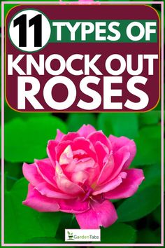 a pink rose with green leaves and the title 11 types of knock out roses on it